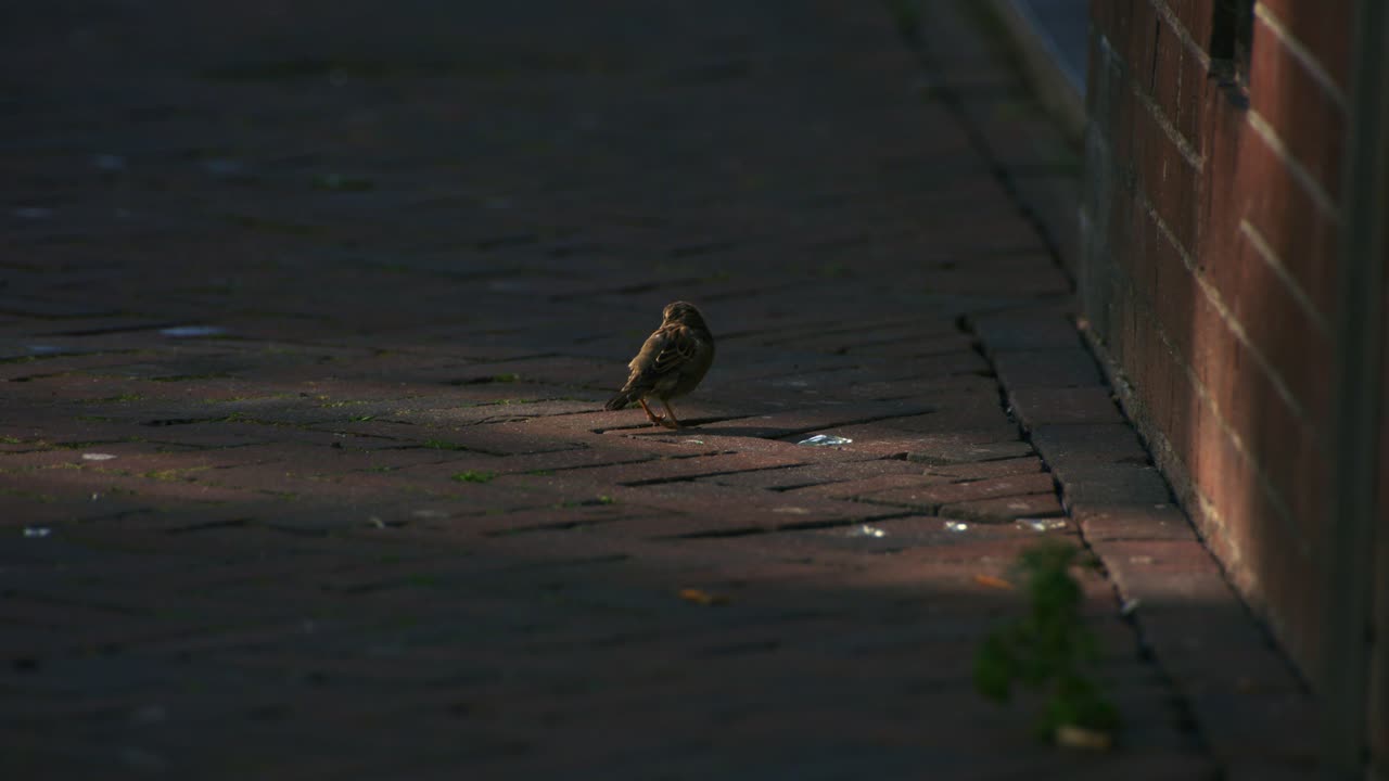 Sparrow birds in the street walking around, urban environment, shot in 1000fps super slowmotion.