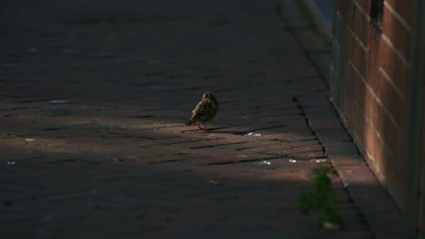 sparrow birds in the street walking around, urban environment, shot in 1000fps super slowmotion.
