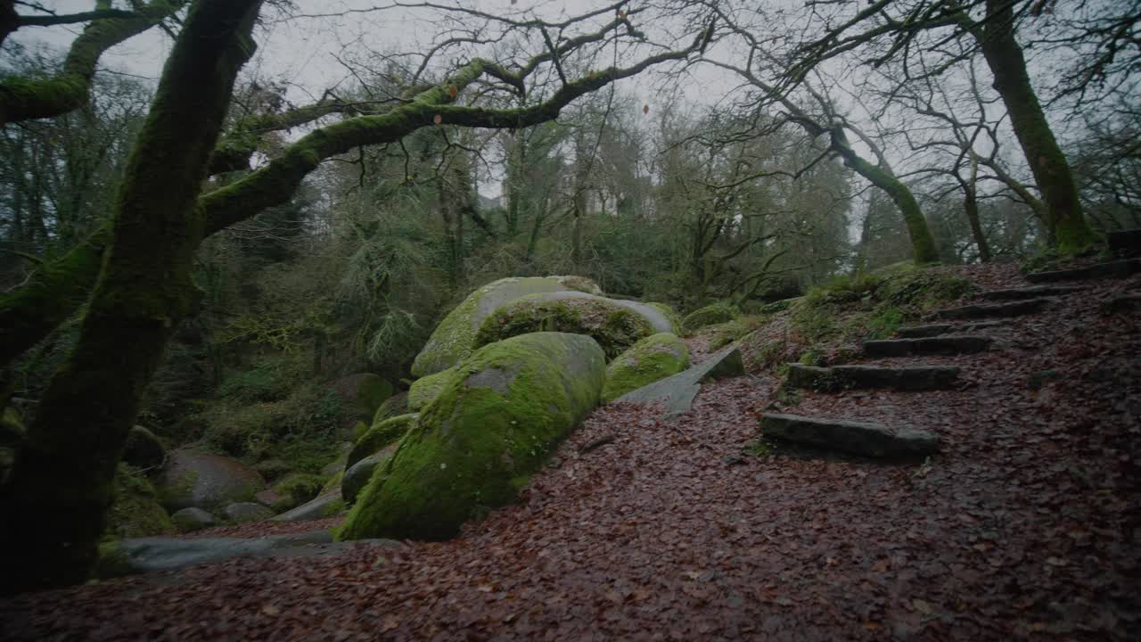 POV Walking Up Stone Steps In Moss Covered Forest