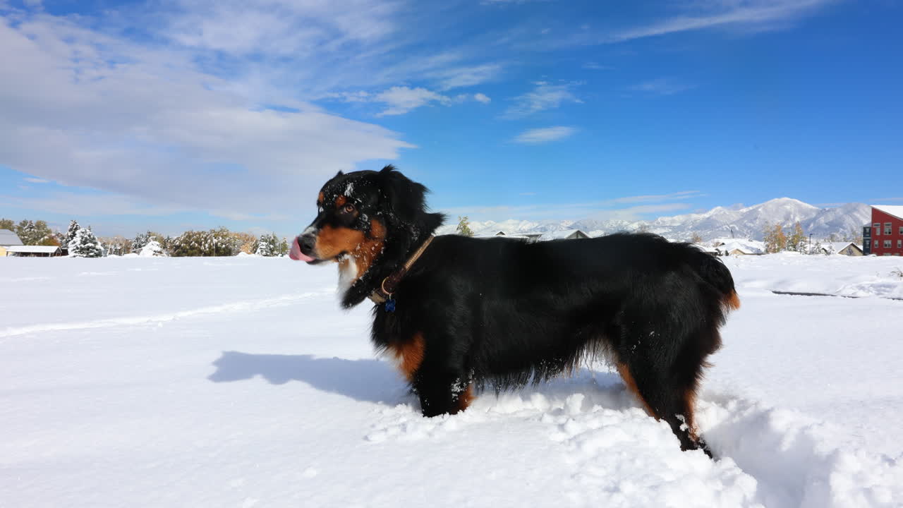 perro parado en la nieve en un día soleado después de una tormenta en bozeman montana, 4k, cámara lenta