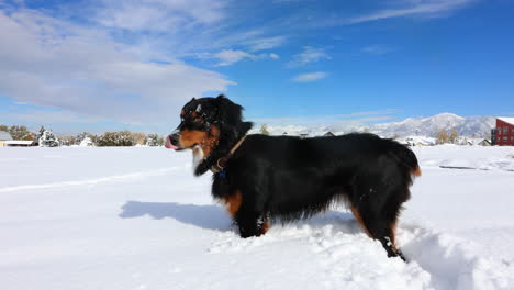 Perro-Parado-En-La-Nieve-En-Un-Día-Soleado-Después-De-Una-Tormenta-En-Bozeman-Montana,-4k,-Cámara-Lenta