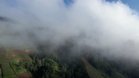 forest on the slope of mount sumbing