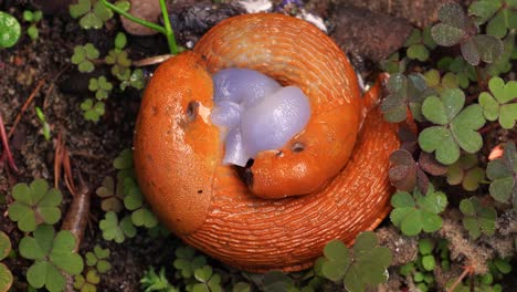 spanish slugs with intertwined, everted penises, carrying out external sperm exchange