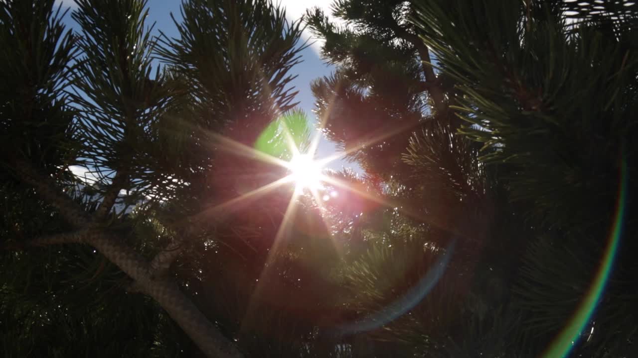 Sunlight peaking through pine branches with lens flare