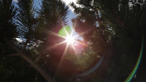 sunlight peaking through pine branches with lens flare