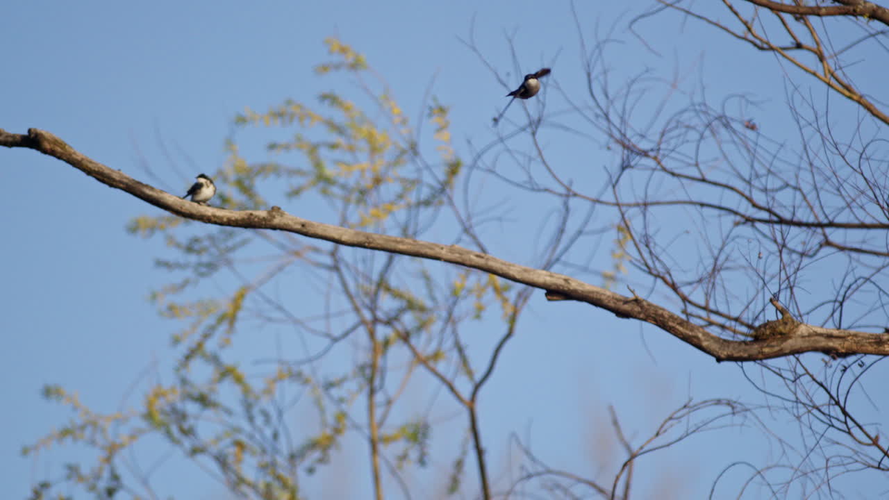 Slow-mo captures every twist and turn of purple martin aerial courtship.