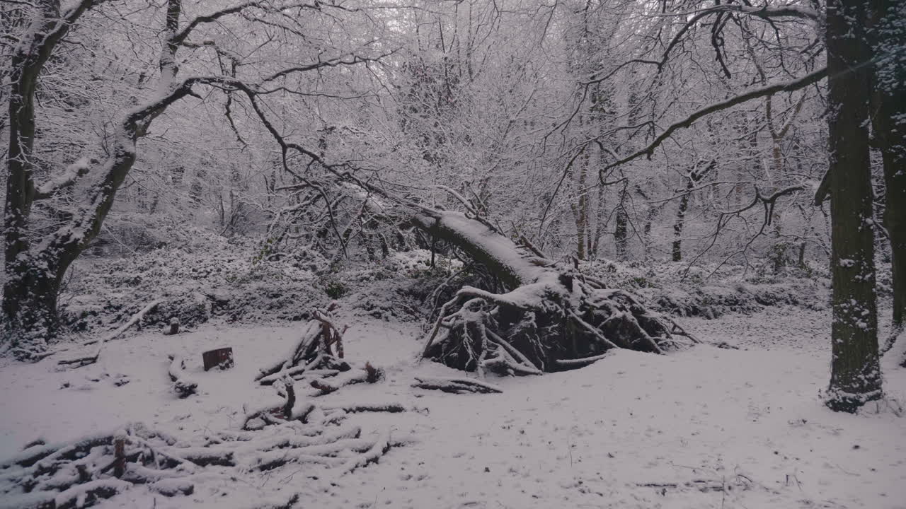 raíces masivas de árboles caídos en un bosque misterioso cubierto de nieve al atardecer