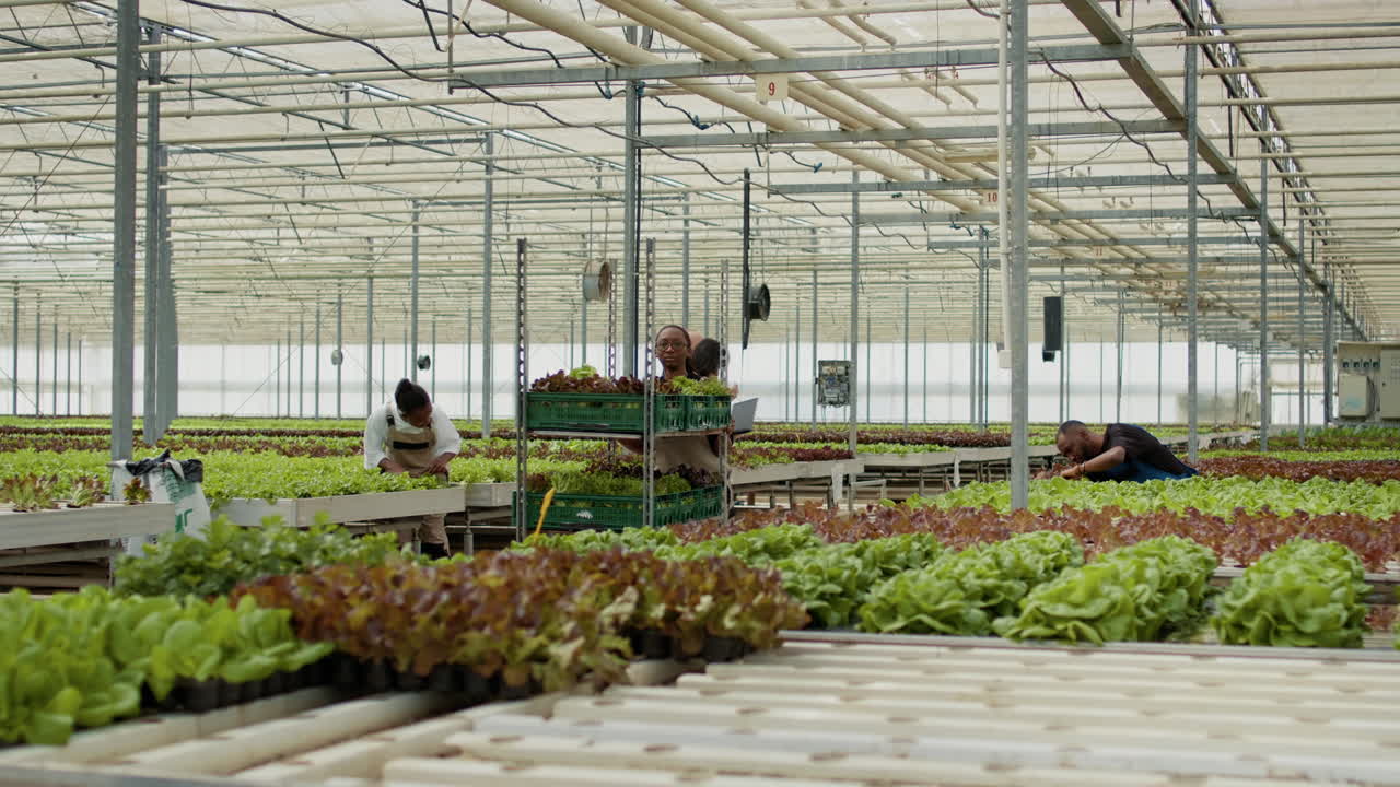 Workers harvesting lettuce in a hydroponic greenhouse