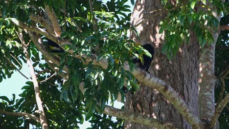 Acicalarse-Durante-Las-Primeras-Horas-De-La-Mañana,-Gran-Cálao-Indio-Buceros-Bicornis,-Parque-Nacional-Khao-Yai,-Tailandia