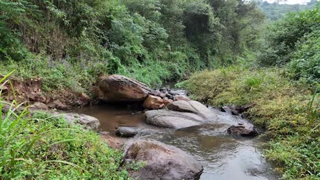 Luftaufnahme-Eines-Ruhigen-Flusses,-Der-Sich-Durch-Einen-üppigen-Wald-Schlängelt,-In-Dem-Fische-Hinein--Und-Herausspringen