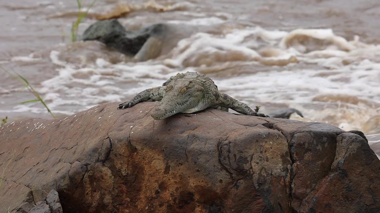 Closeup of Nile crocodile atop rock in raging African river in flood
