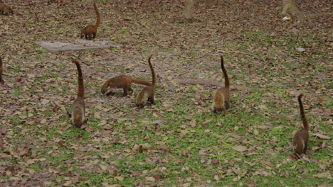 group of nasua, coatis look for food. coati walk outside. narica, procyonidae mammals. slow motion