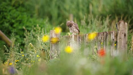 Steinkauz-Sitzt-Und-Füttert-Küken-Am-Holzzaun,-Selektiver-Fokus