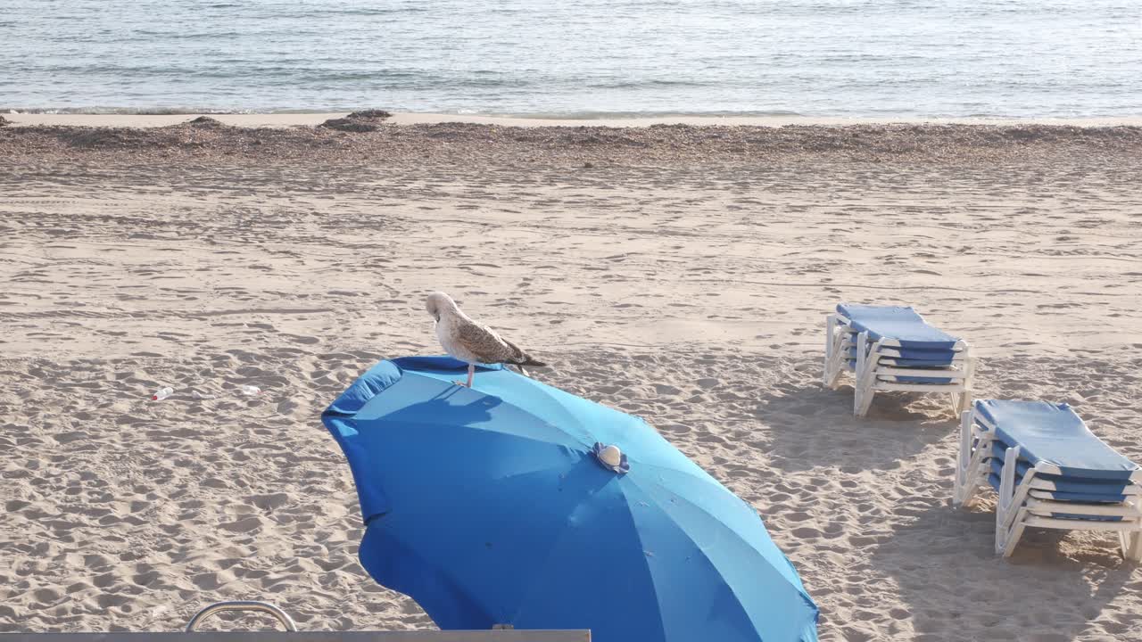 Inquadratura statica di un gabbiano che vaga su un ombrellone, Benidorm, Spagna