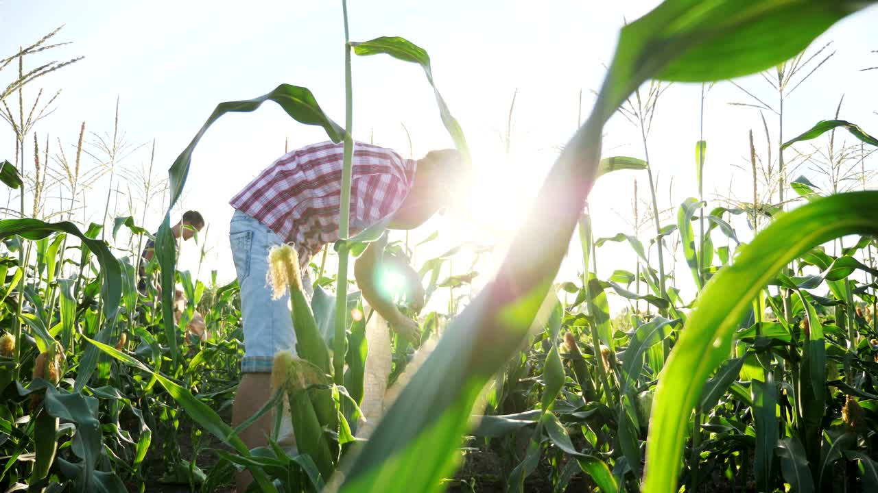 agricultor cosechando maíz en el campo