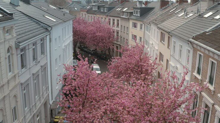 Drone - Aerial drone shot of the Kirschbluete Cherry Blossom in the Heerstraße Heerstreet Breitestraße Bonn 25p