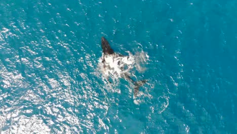 ballena jorobada y cría rompiendo la superficie del océano