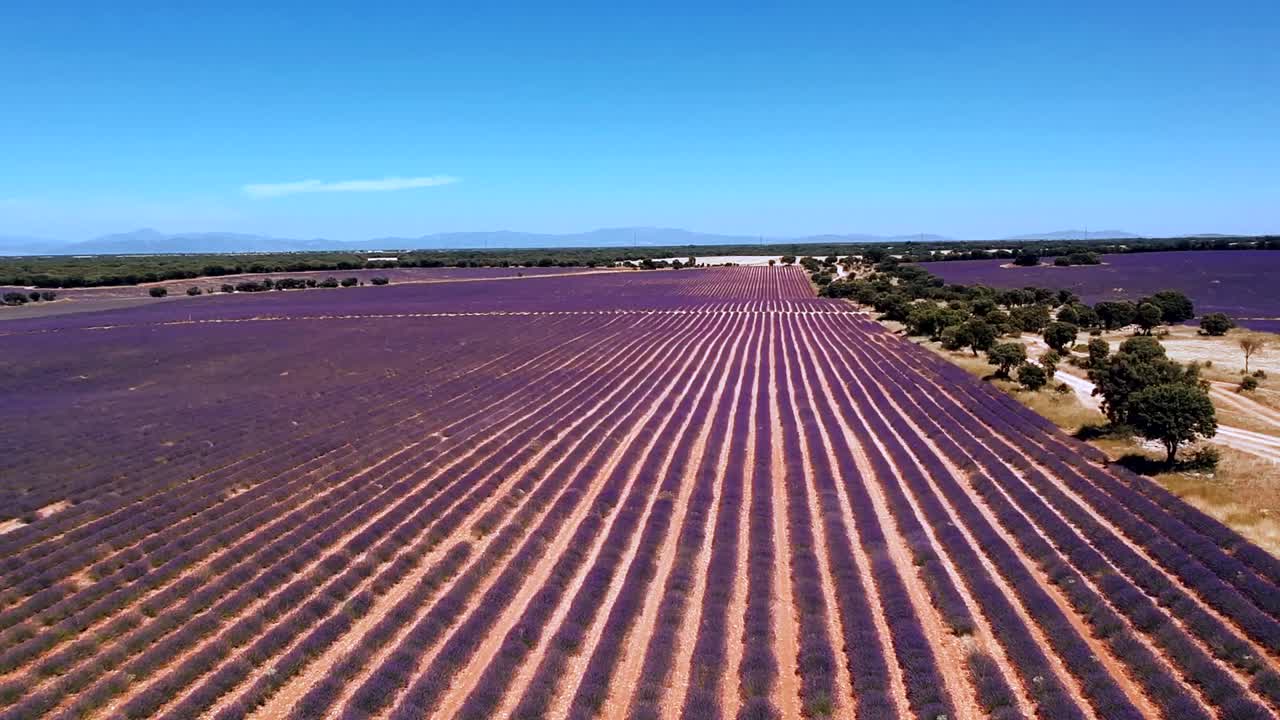 escena de campo con campo de lavanda en un día soleado