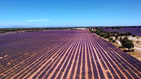 Escena-De-Campo-Con-Campo-De-Lavanda-En-Un-Día-Soleado