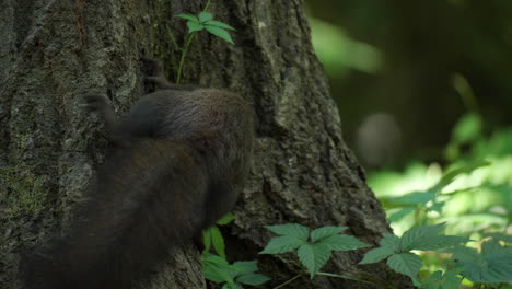 Eurasisches-Eichhörnchen-Frisst-Und-Reicht-Am-Baumstamm-Im-Sommerwald---Nahaufnahme