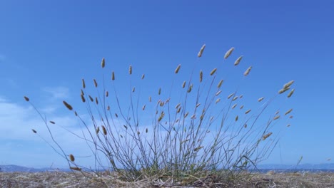 Hierba-Silvestre-Balanceándose-En-El-Viento-Sobre-Un-Fondo-De-Cielo-Azul-En-Un-Día-Soleado-Con-Nubes