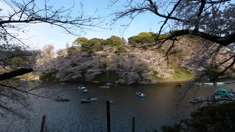 schneller schwenk über viele bunte boote auf einem wunderschönen wassergraben in tokio mit sakura-bäumen