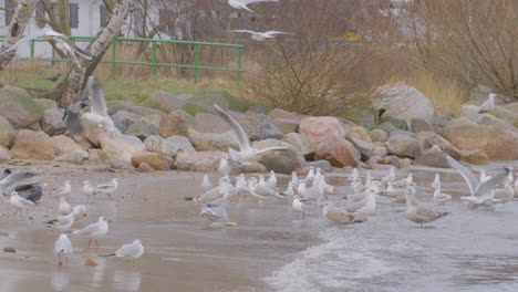 bandada de gaviotas salvajes en la playa de redlowo en gdynia peleando por comida