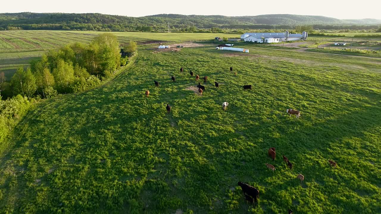 Un gruppo di mucche mangia erba verde durante un caldo tramonto.