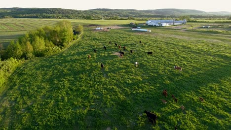 een groep koeien eet groen gras tijdens een warme zonsondergang