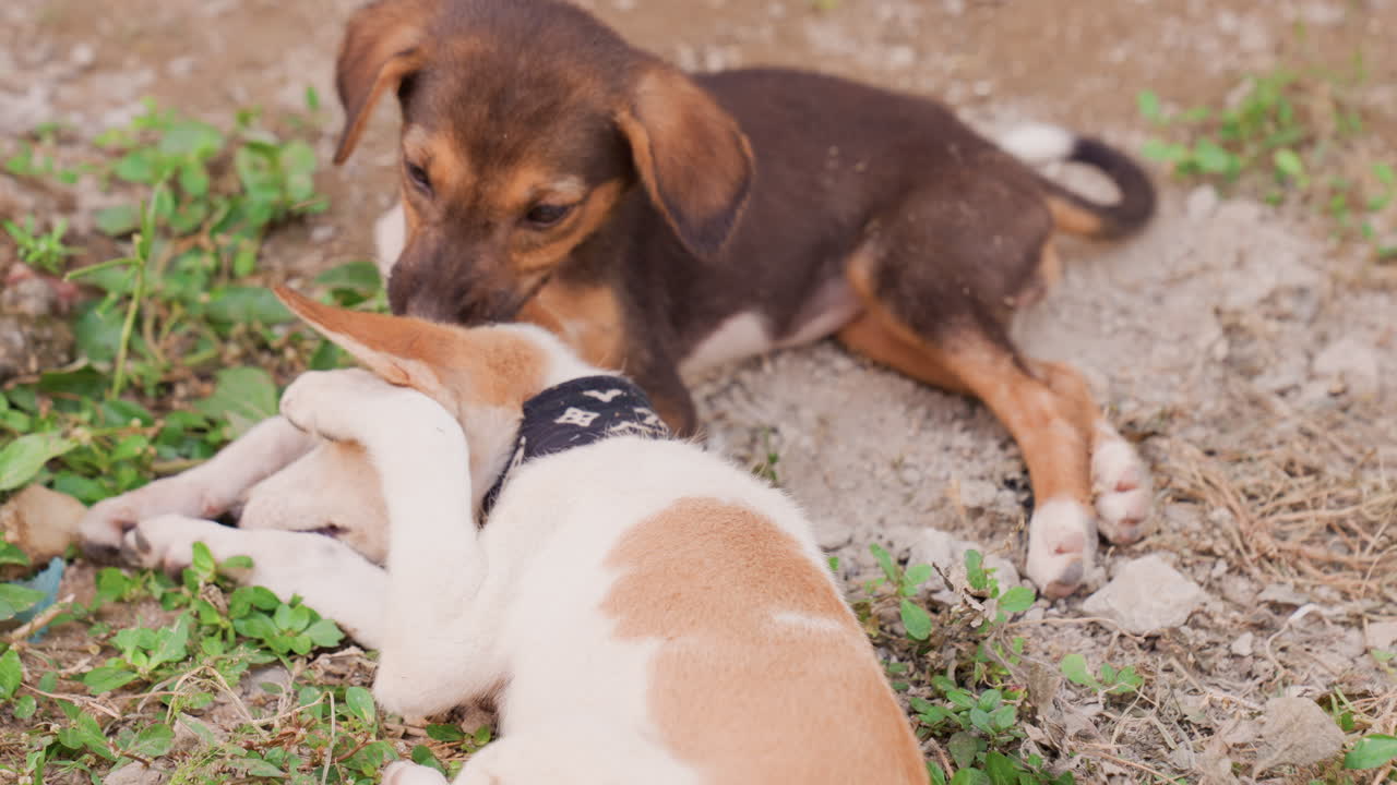 Puppies snuggling after playing. Calm puppies cuddling together after lively activity outdoors. Two young dogs relaxing on earthy ground with relaxed expressions and gentle companionship