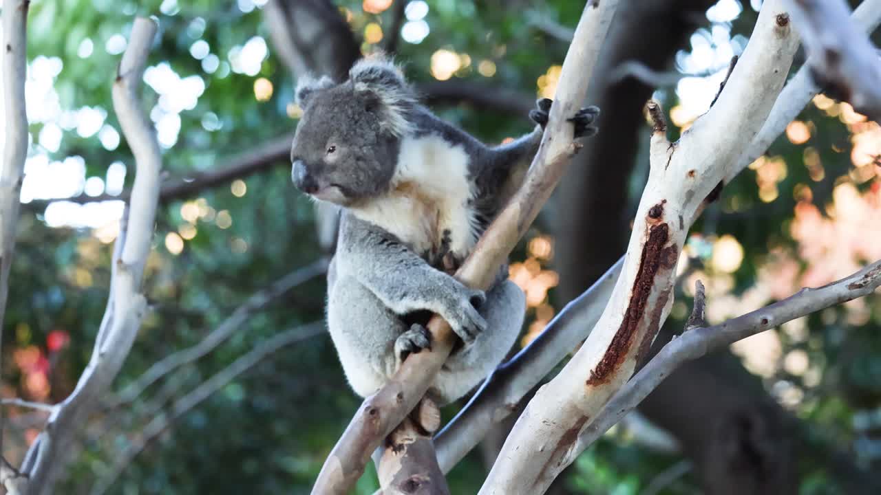 koala trepando a un árbol en su hábitat natural