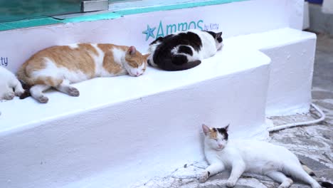 un grupo de gatos durmiendo en las calles de skiathos, grecia
