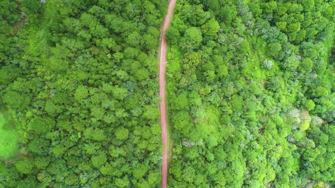 Ripresa aerea di una strada in mezzo a una fitta foresta