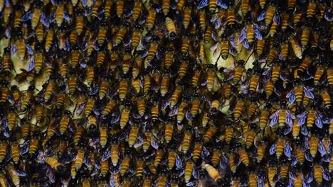 Giant-Honey-Bees-are-known-to-build-large-colonies-of-nest-with-symmetrical-pockets-made-of-wax-for-them-to-store-honey-as-their-food-source