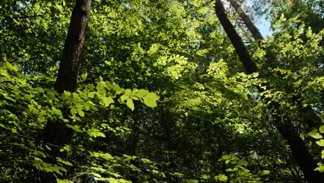 hermoso bosque de hojas verdes durante el día