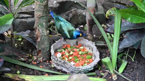 Un-Estornino-Púrpura-Come-Comida-En-La-Selva-Interior-De-Dubai,-Emiratos-Árabes-Unidos