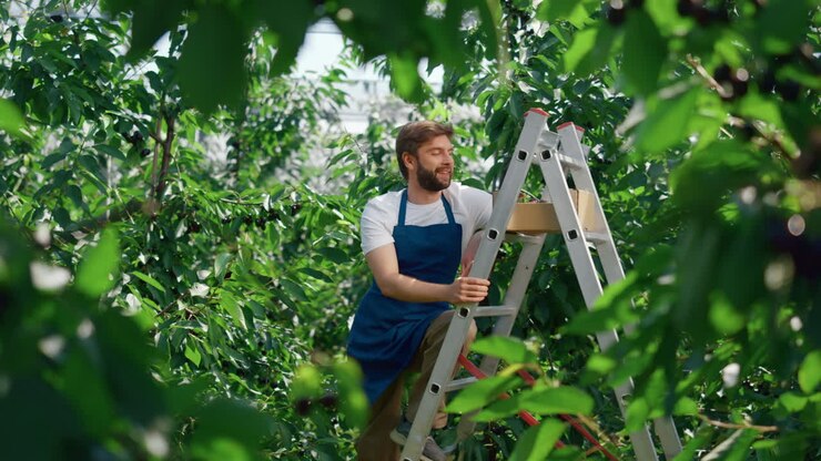 Agribusiness owner berry box collecting fruits on green plantation summer day