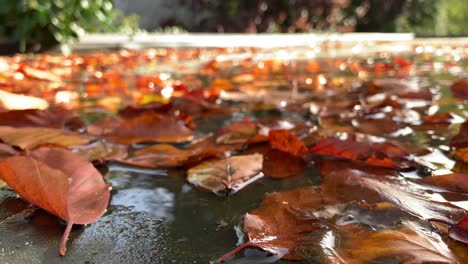 focus fallin leaves lie in the puddle of water,during sunshine in autumn season,blurred background