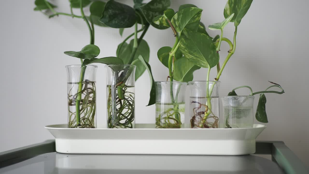 Indoor Plant Cuttings Growing Roots in Water Vials