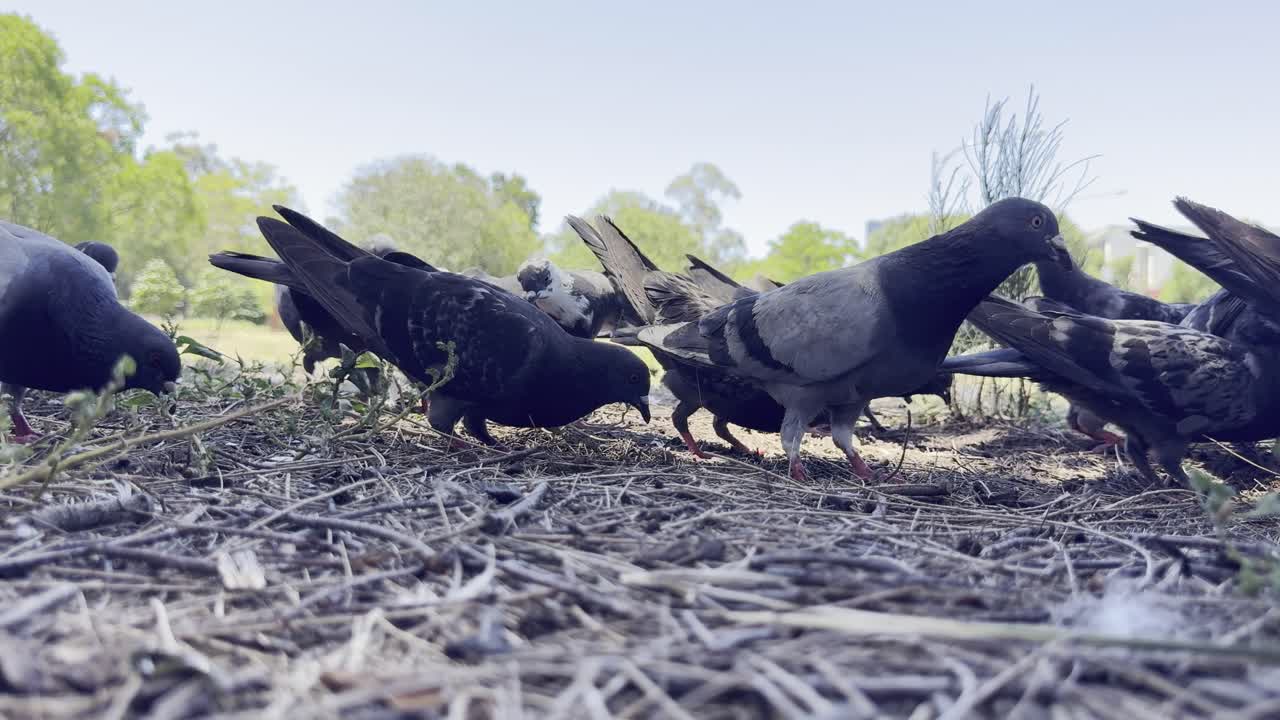 Un groupe de pigeons cherche de la nourriture au sol, picorant dans un environnement extérieur. La scène capture le comportement quotidien de la faune urbaine et l'interaction naturelle des oiseaux dans les espaces humains.