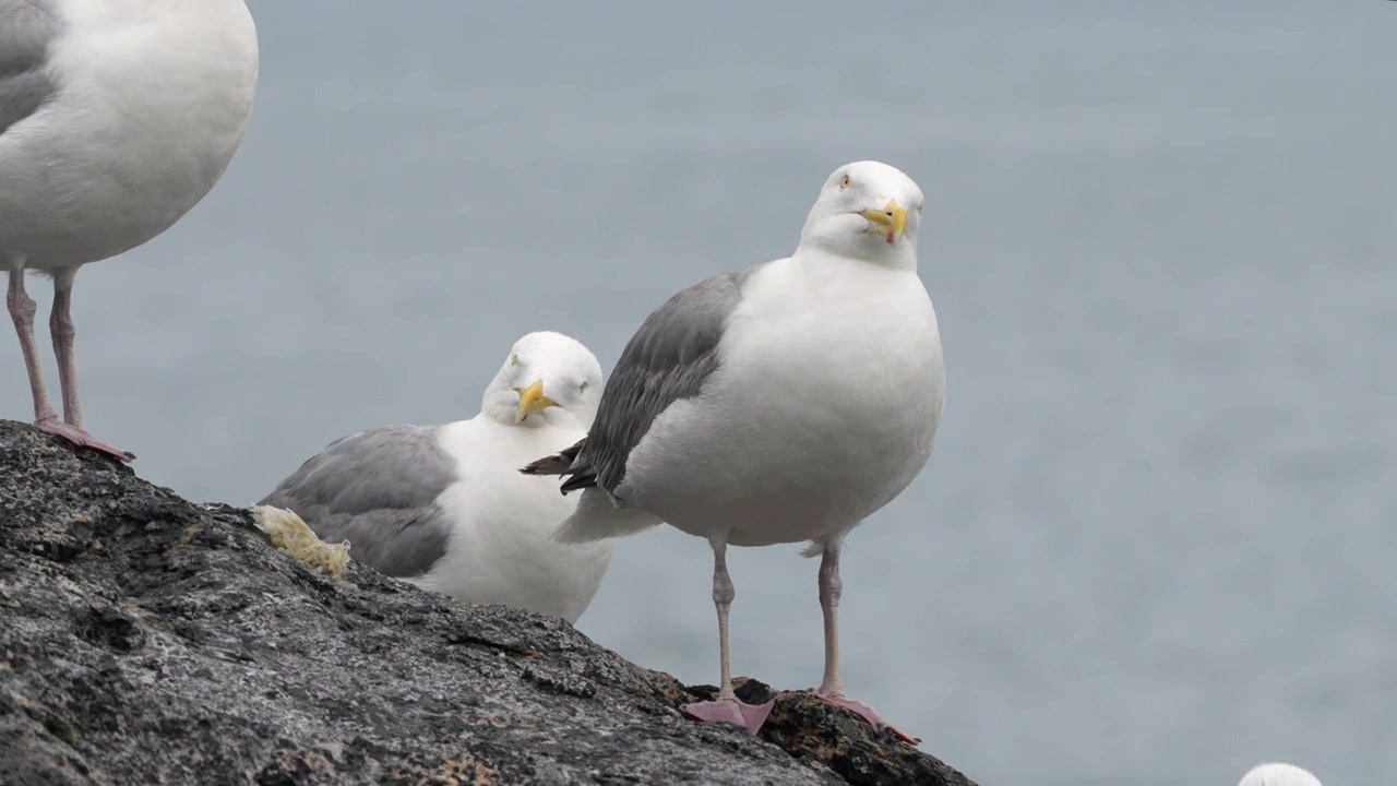 Eine Möwe sitzt an einem bewölkten Tag auf einem Felsen am Meer