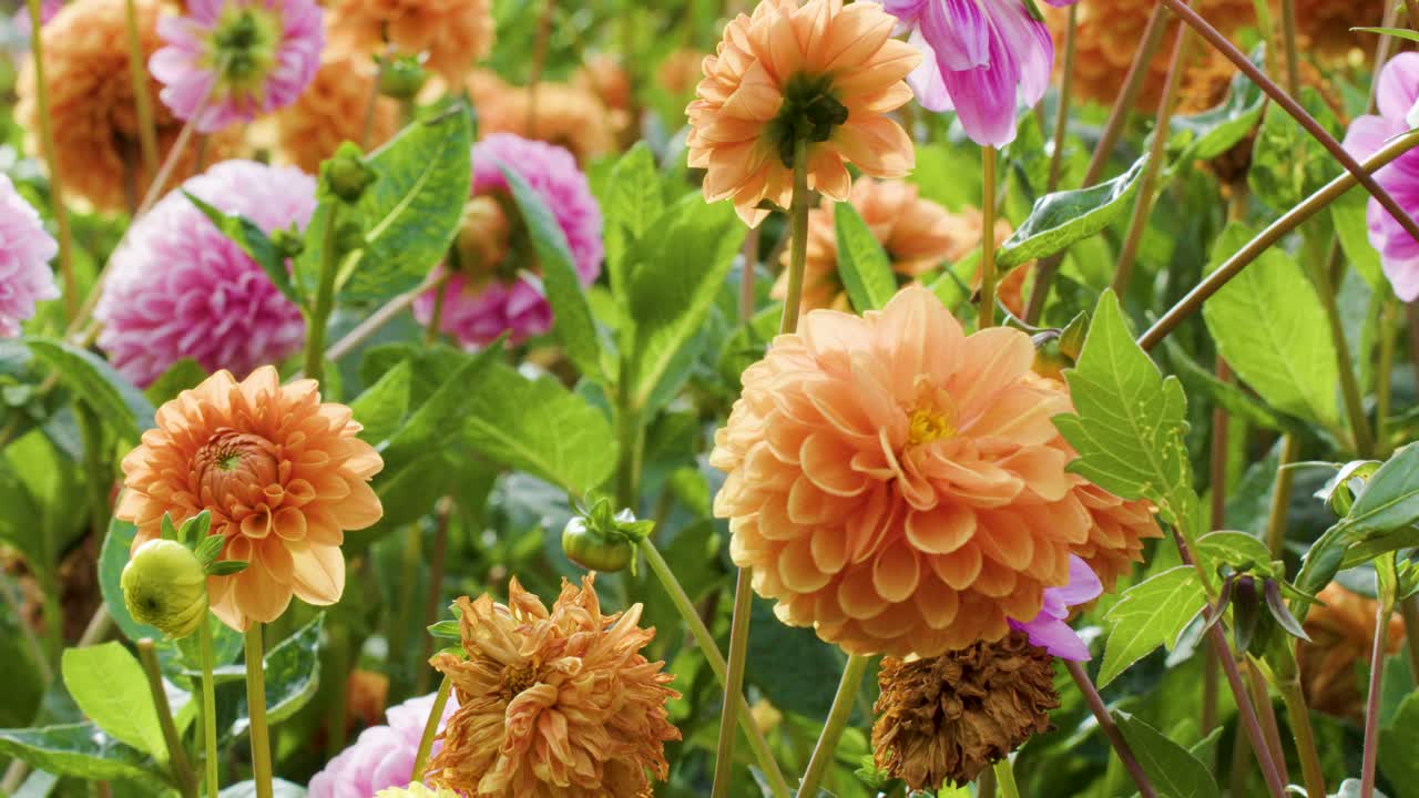 Orange and pink Dahlia pinnata flowers gently swaying outdoors, bright daylight, shallow depth of field