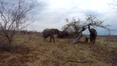 Elefantenherde,-Die-Sich-Anmutig-In-Der-Wildnis-Des-Größeren-Krügerparks-Ernährt,