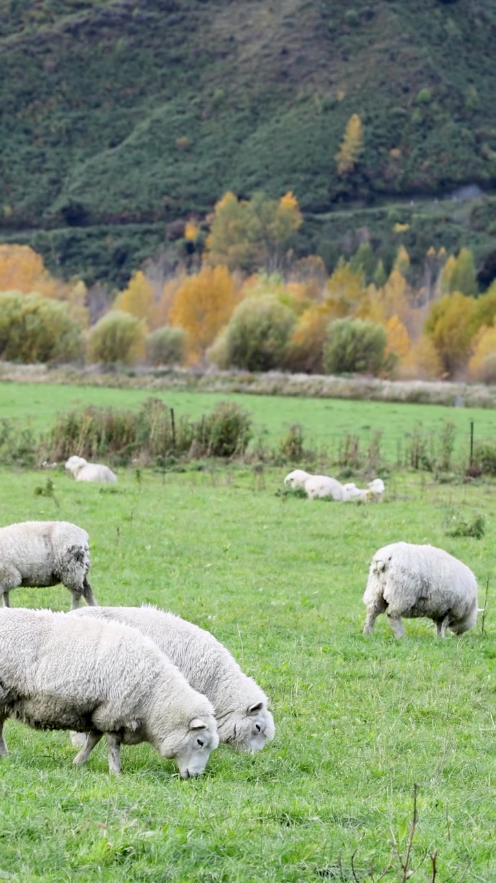 Pecore pascolano pacificamente in un campo lussureggiante e verde, circondate da un vibrante fogliame autunnale e colline distanti.