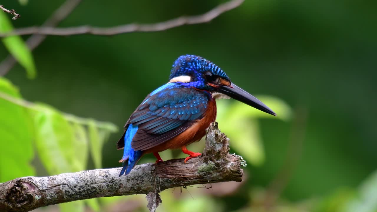 el martín pescador de orejas azules es un pequeño martín pescador que se encuentra en tailandia y es buscado por los fotógrafos de aves debido a sus hermosas orejas azules, ya que es una pequeña, linda y esponjosa bola de plumas azules de un pájaro