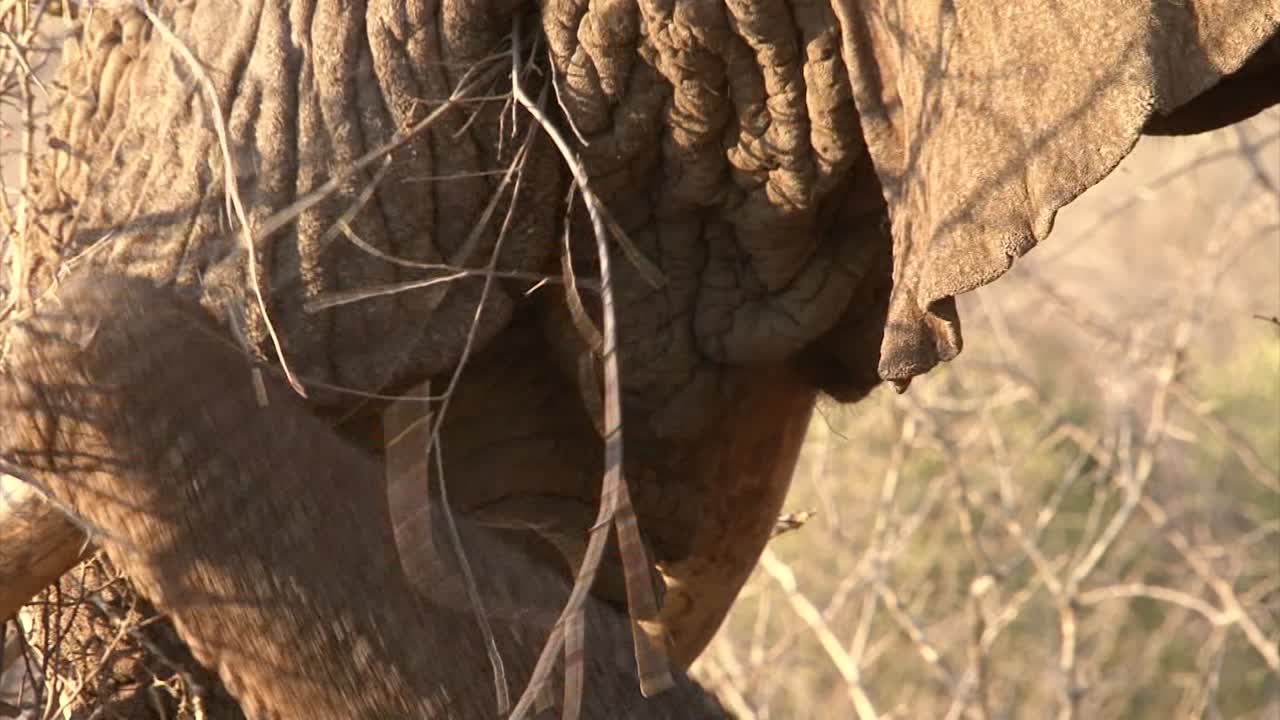 elefante africano macho alimentándose de arbustos secos, primer plano de la boca y piel arrugada