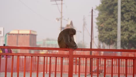 city scene with motionless monkey sleeping on bridge railing