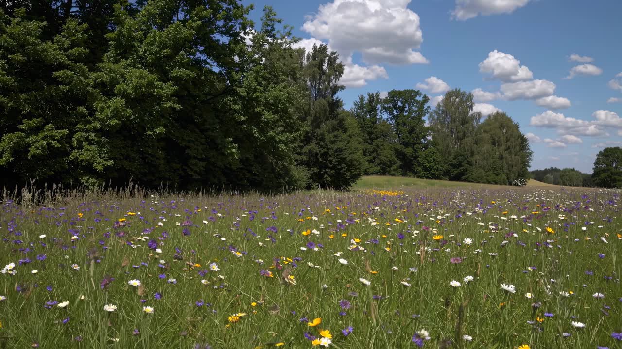 Szerokokątne wideo ukazuje tętniącą życiem łąkę z dzikimi kwiatami pod jasnym, błękitnym niebem, w otoczeniu bujnej zieleni.