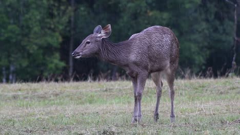 the sambar deer is a vulnerable species due to habitat loss and hunting