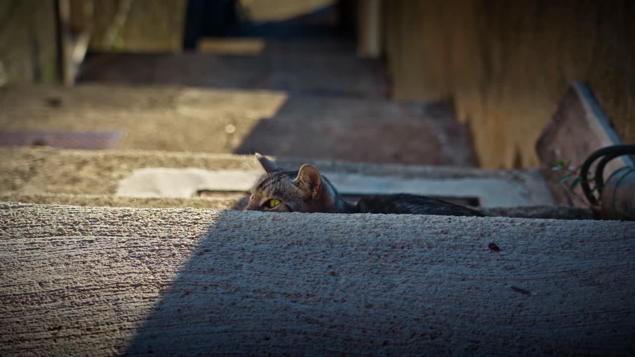 A small silver cat with striking green eyes hides behind stone steps in a narrow Dubrovnik alley at sunset, with warm light casting shadows along the historic walls of the darkened passage